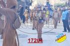 17204.jpg