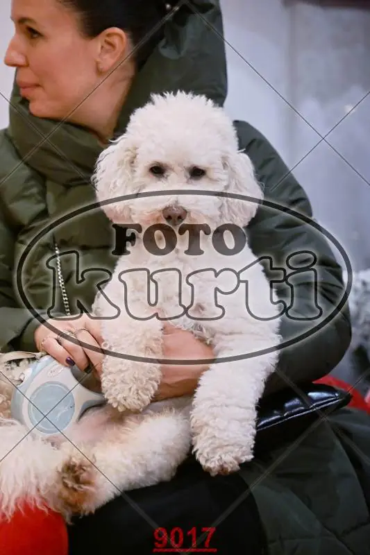 14.12. popodne 6 - FotoKurti