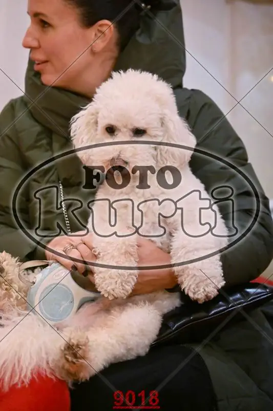 14.12. popodne 7 - FotoKurti